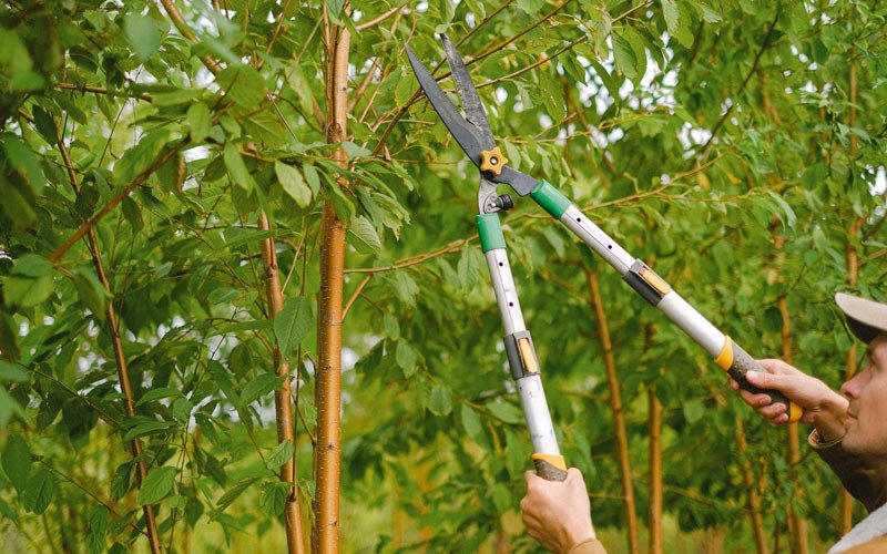 Tree trimming in West Richland, WA